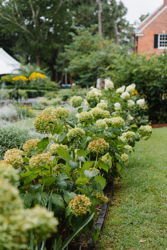 Hydrangea hedge in the Weymouth Center gardens in Southern Pines NC