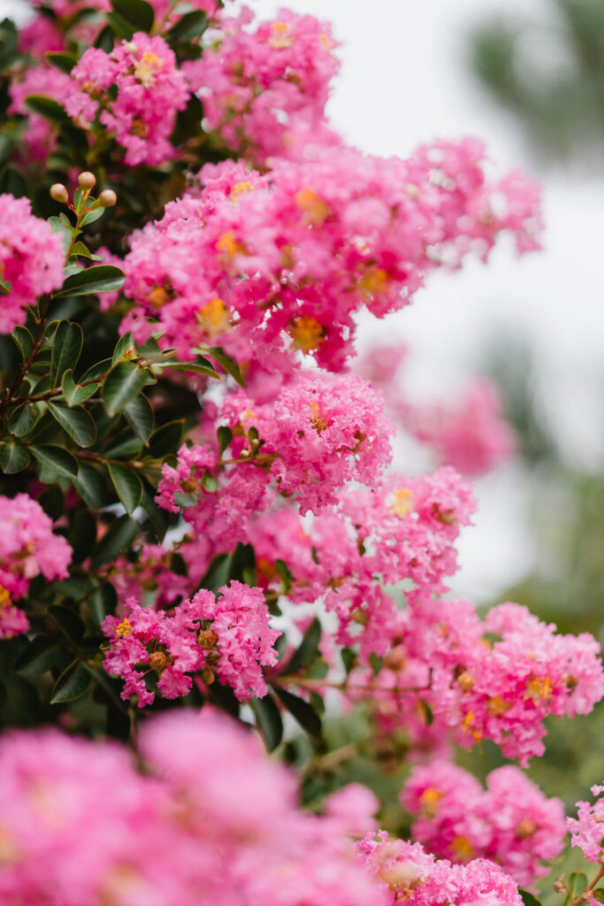 Crepe Myrtle tree in downtown Southern Pines NC | Sara Coffin Photography